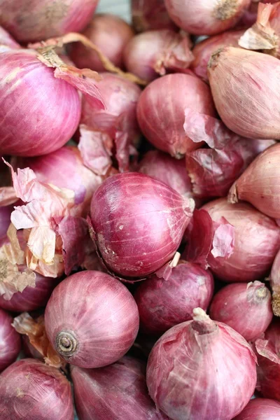 Shallot. —  Fotos de Stock