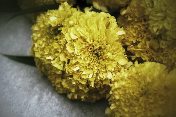 Цветочная Мэриголд — стоковое фото