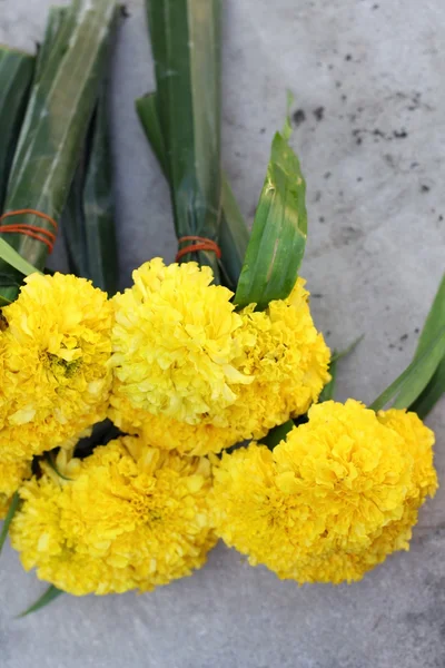 Квітка календули — стокове фото
