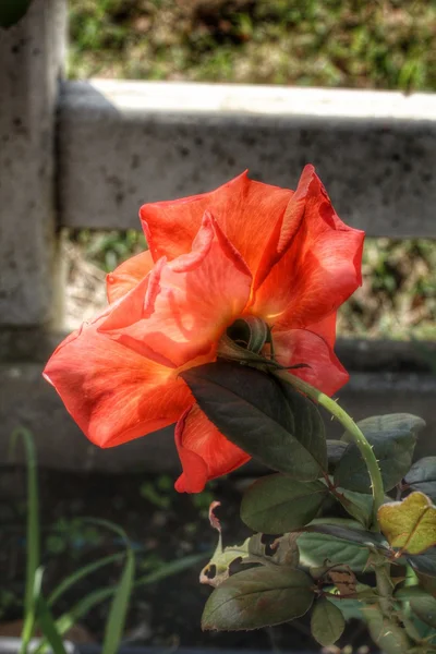 Rosa vermelha — Fotografia de Stock