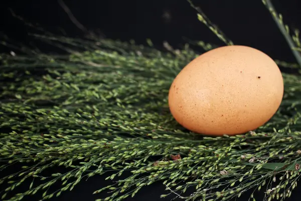Frische Eier. — Stockfoto
