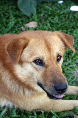 köpeğin portresi