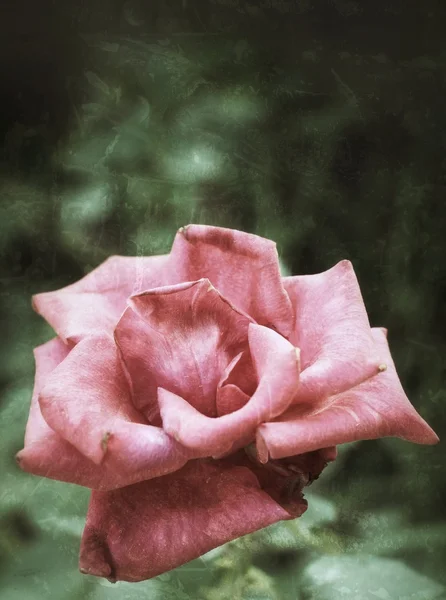 ピンクのバラ — ストック写真