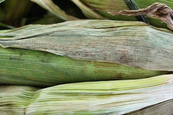 Corn in the market — Stock Photo, Image