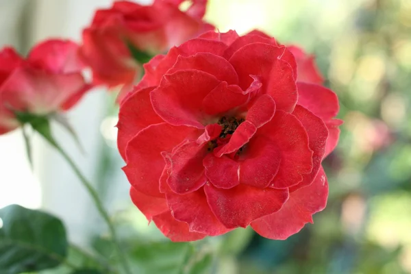 Red rose — Stock Photo, Image