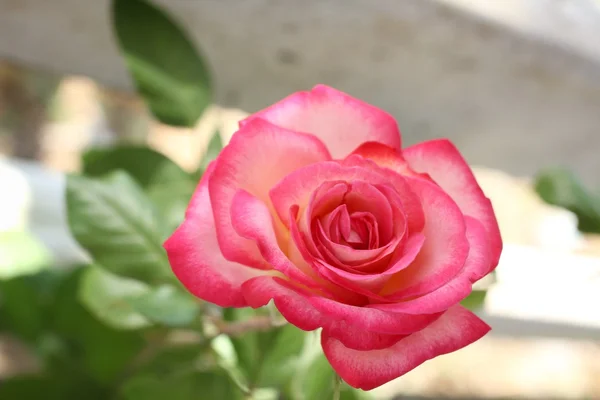 Pink rose — Stock Photo, Image