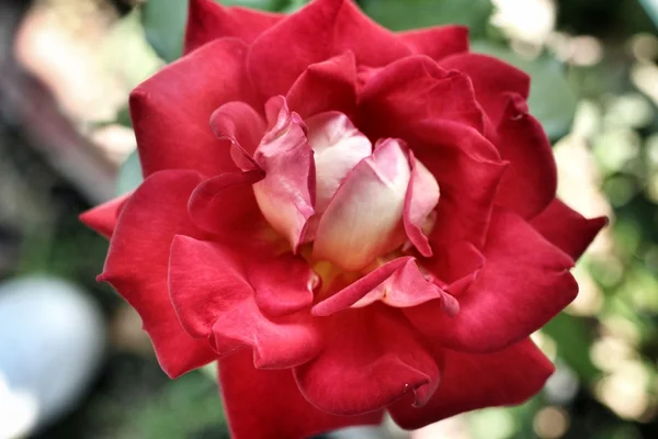 Rote Rose — Stockfoto