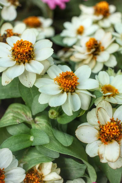 Witte madeliefjes bloemen — Stockfoto