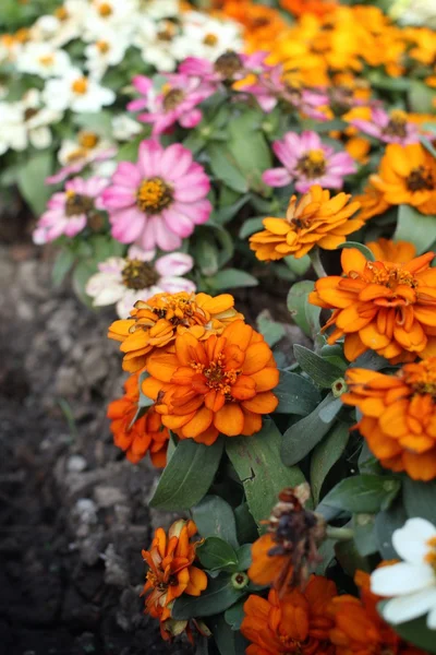 Colorful daisy flowers — Stock Photo, Image