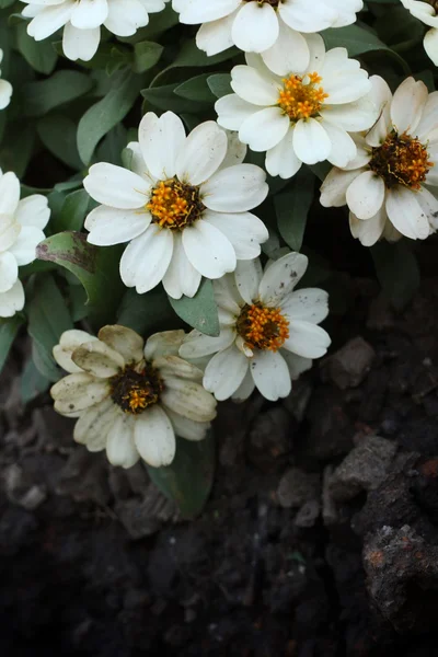 Біла Стокротка квіти — стокове фото