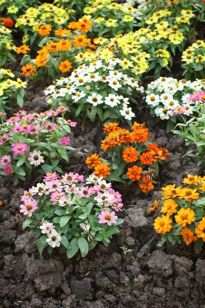 Colorful daisy flowers — Stock Photo, Image