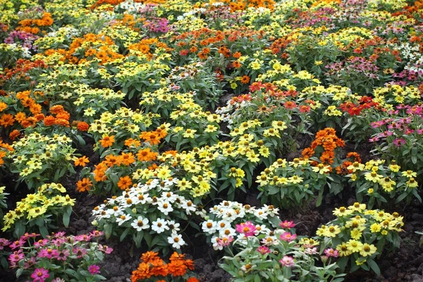 Fleurs de marguerite colorées — Photo