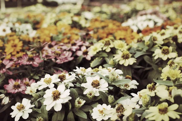 Flores de margarita coloridas — Foto de Stock