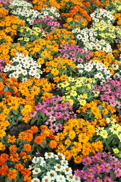 Fleurs de marguerite colorées — Photo