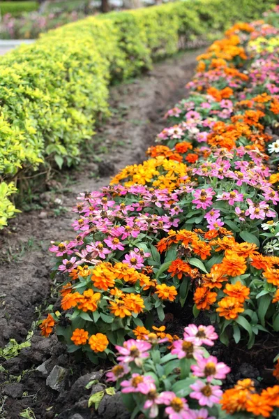 Bunte Gänseblümchenblümchen — Stockfoto