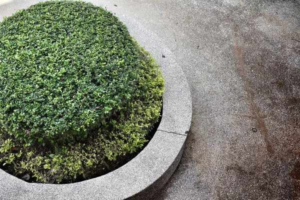 Round ornamental bush — Stock Photo, Image