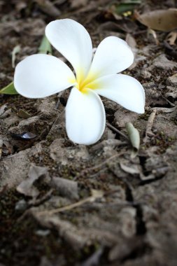 Frangipani çiçek