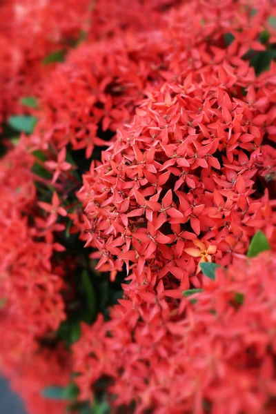 Ixora kwiaty — Zdjęcie stockowe