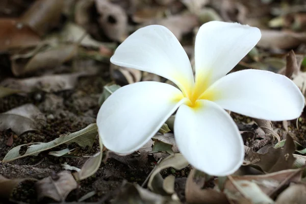 Fiore di Frangipani — Foto Stock