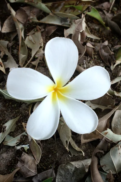 鸡蛋花花卉 — 图库照片