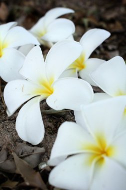 Frangipani çiçek