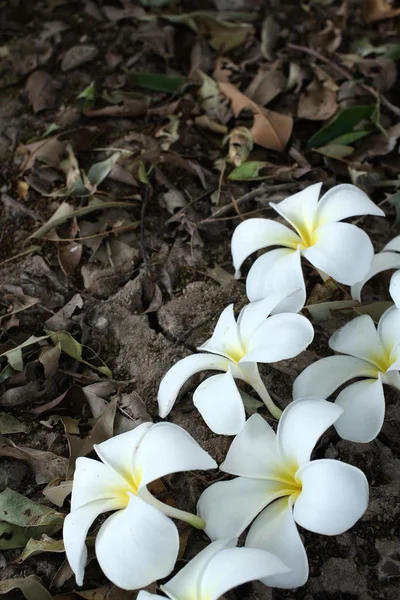 Frangipani blomma — Stockfoto