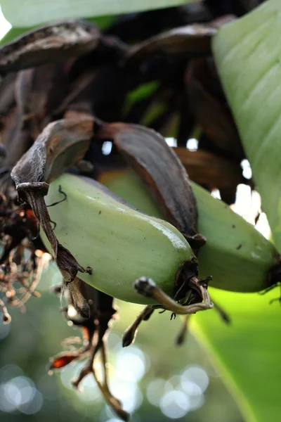 Aardappelen — Stockfoto