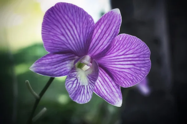 Orchideenvanda — Stockfoto
