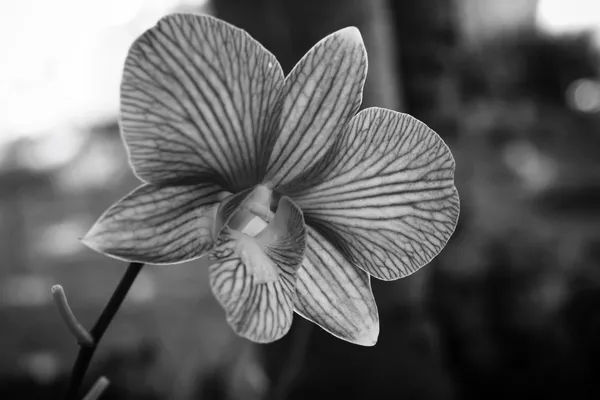 Vanda del Orchid — Foto Stock