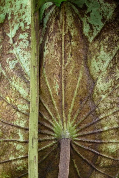 Lotus leaf. — ストック写真