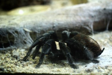 tarantula örümceği