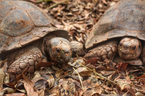 Ανίχνευση χελώνα — Φωτογραφία Αρχείου