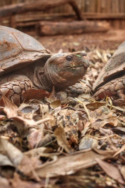 Crawling tortoise — Stock Photo, Image