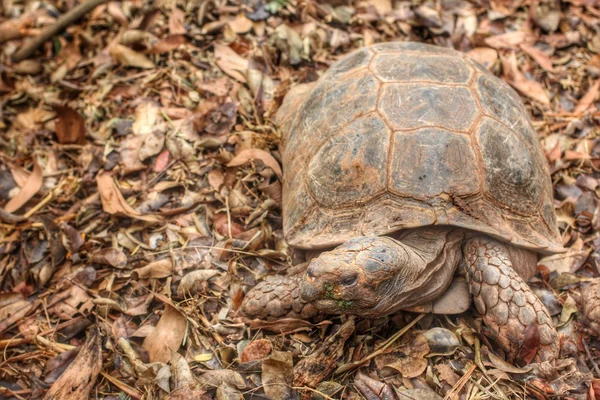 Krypande sköldpadda — Stockfoto