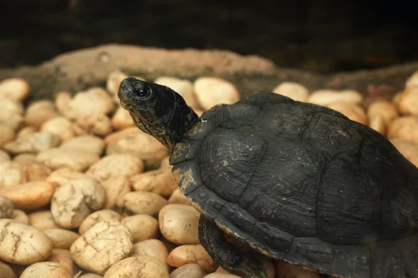 Tortuga gatera — Foto de Stock