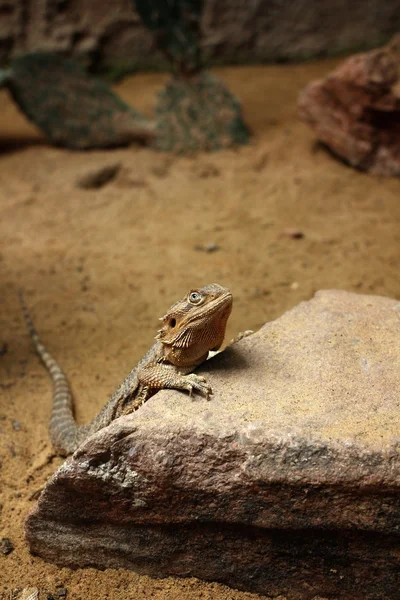 Chameleon žlutá — Stock fotografie