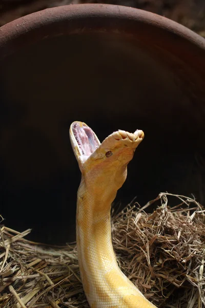 Albino yılan — Stok fotoğraf