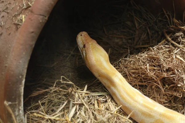 Albino snake — Stock Photo, Image