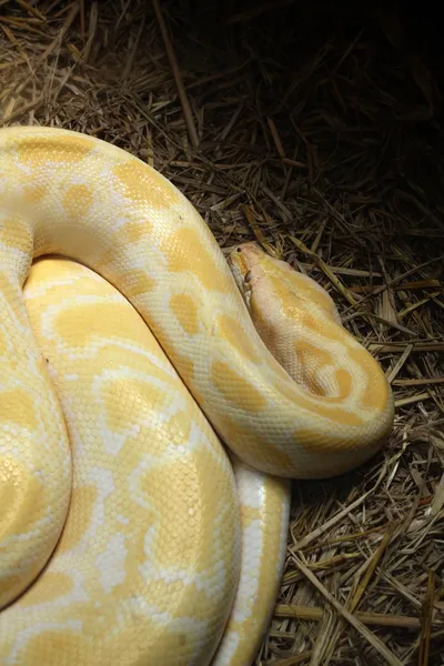 Albino snake — Stock Photo, Image