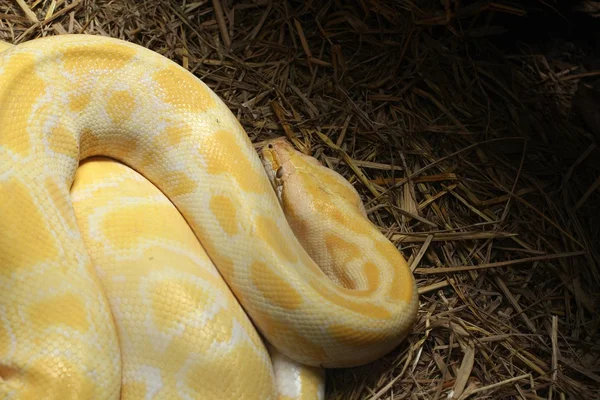 Albino snake — Stock Photo, Image