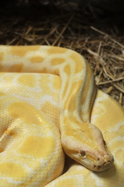 Albino snake — Stock Photo, Image