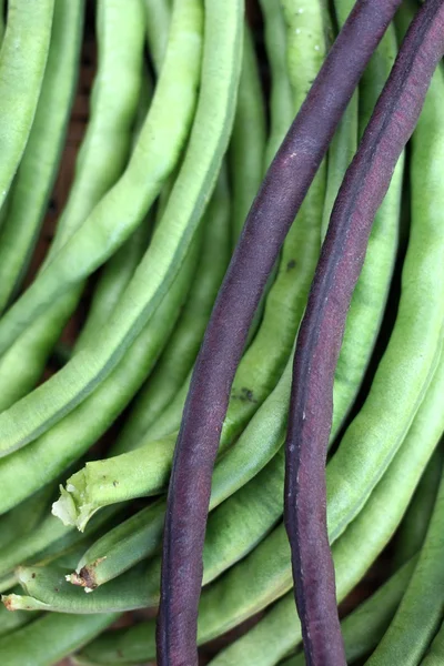 Grön och violett lång bönor — Stockfoto