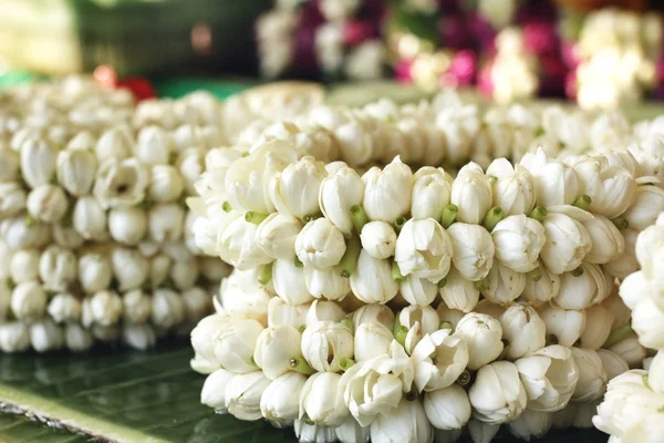 Guirnalda de jazmín blanco — Foto de Stock