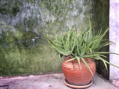 aloe vera