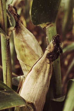 mısır mısır koçanı