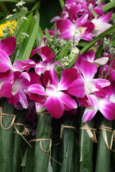 Orquídea rosa — Foto de Stock