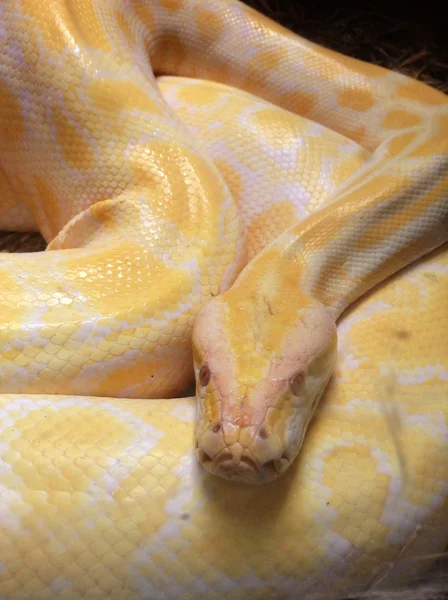 Albino snake — Stock Photo, Image