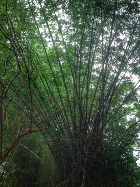 Foresta di bambù — Foto Stock