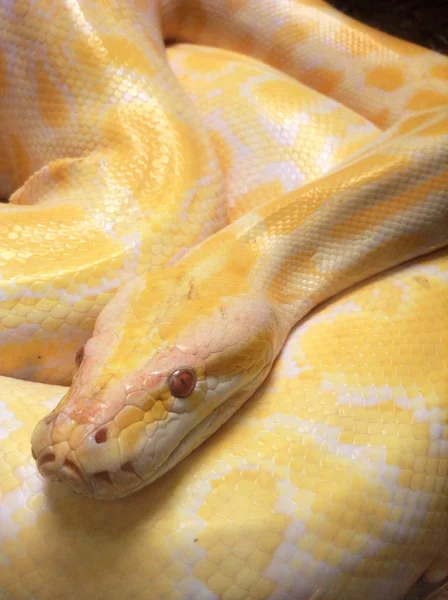 Albino snake — Stock Photo, Image