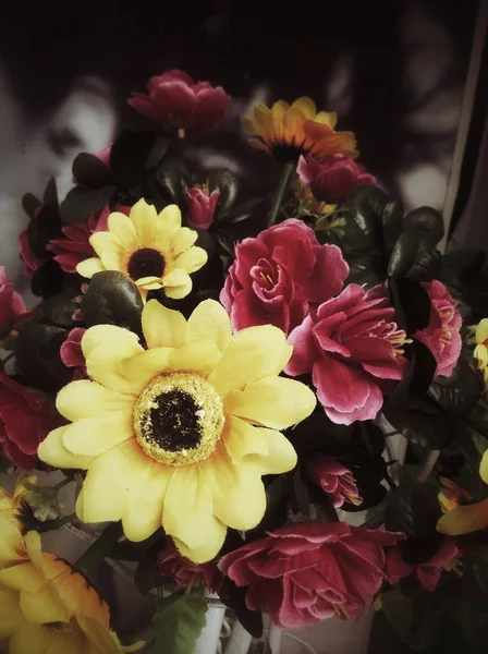 Hermoso crisantemo —  Fotos de Stock